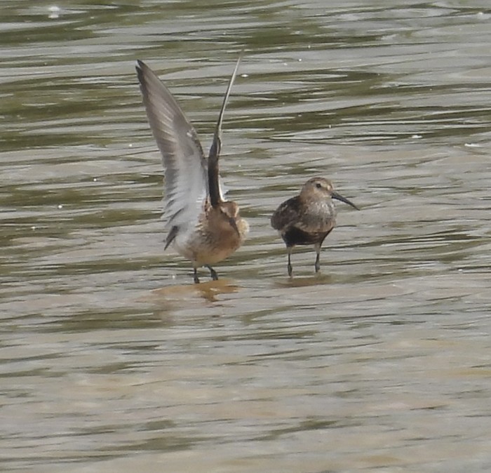 Dunlin