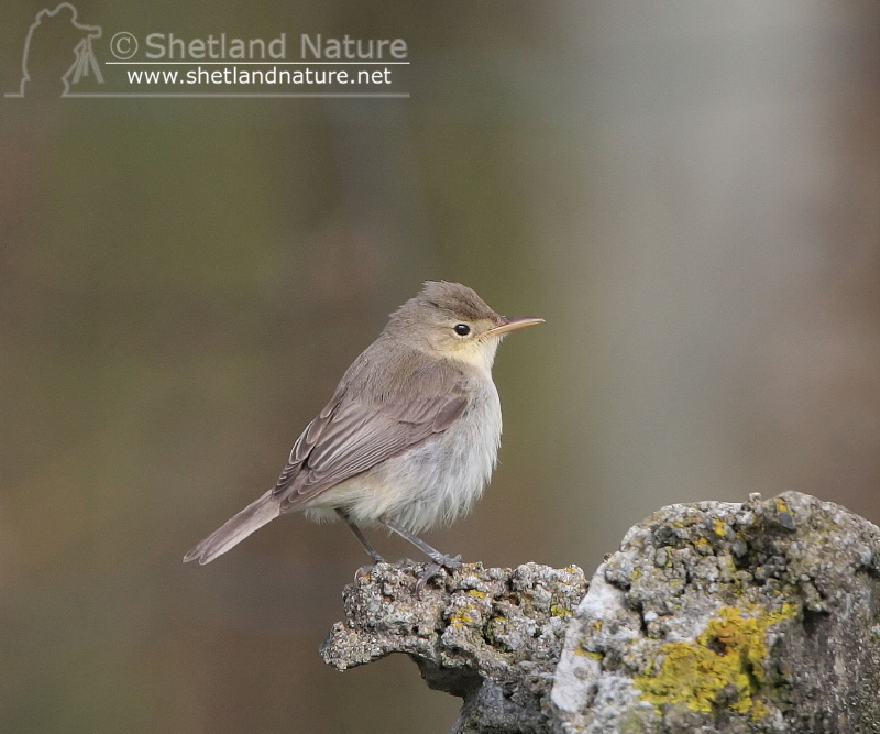 Melodious Warbler