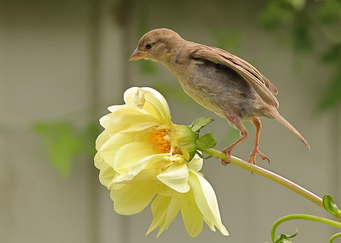 House Sparrow