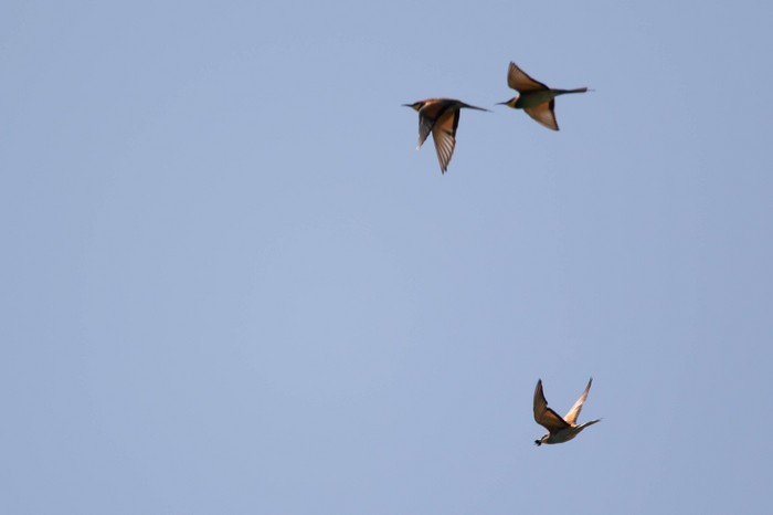 Bee-eater