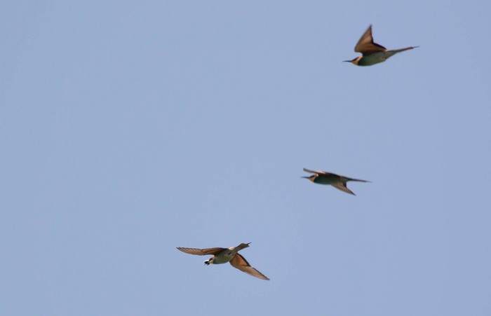 Bee-eater
