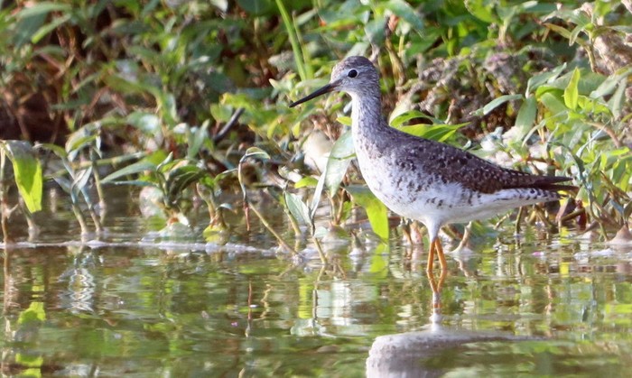 Lesser Yellowlegs