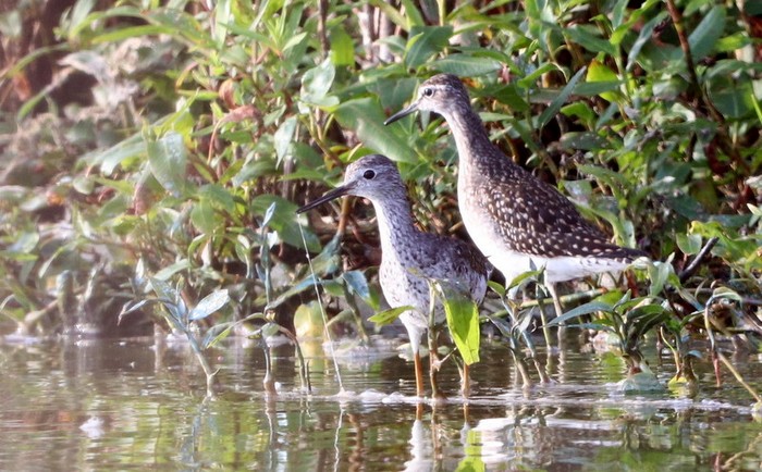 Lesser Yellowlegs