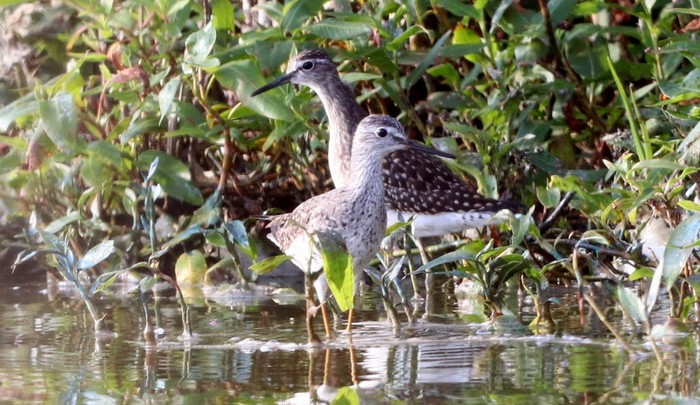 Lesser Yellowlegs