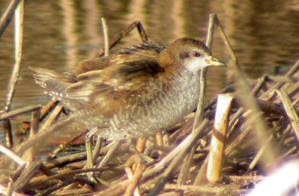 Little Crake