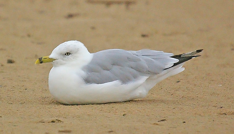 Ring-billed Gull