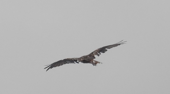Red Kite