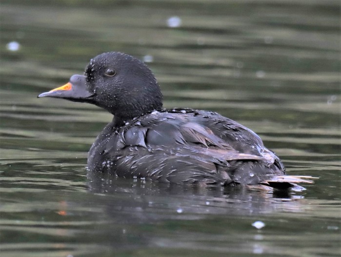 Common Scoter
