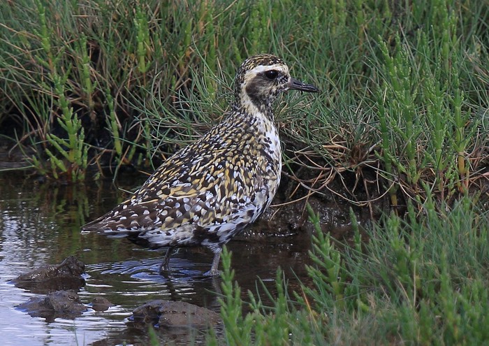 Pacific Golden Plover