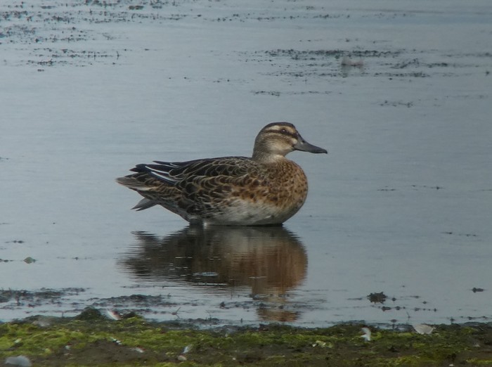 Garganey