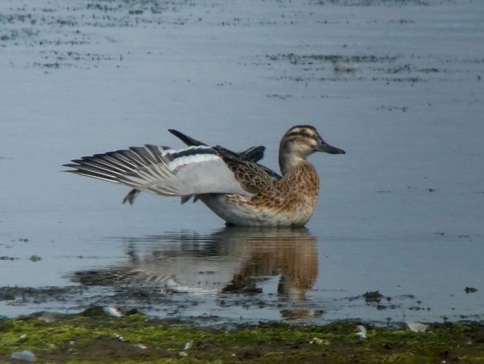 Garganey