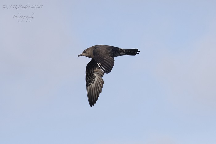 Long-tailed Skua