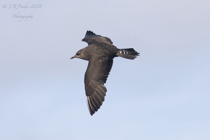 Long-tailed Skua