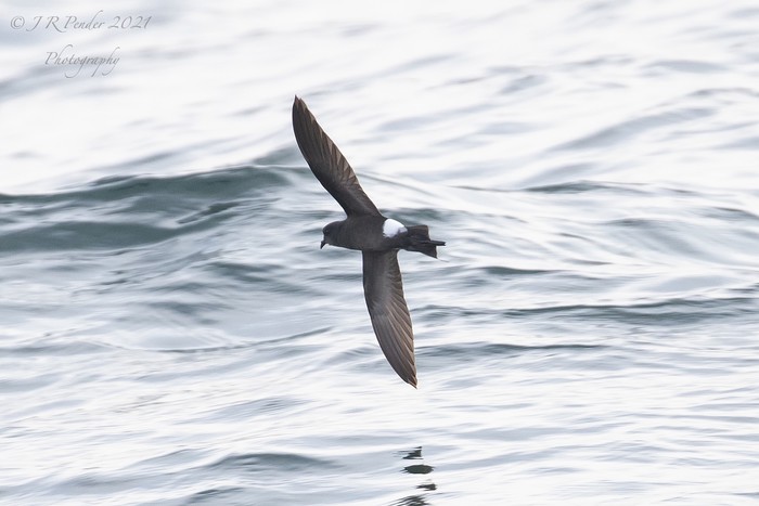 Wilson's Petrel