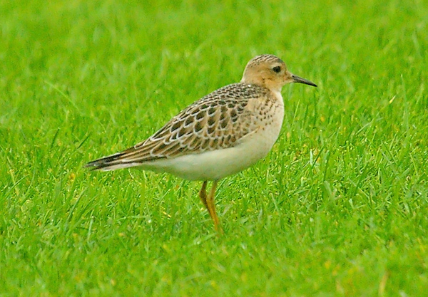 Buff-breasted Sandpiper