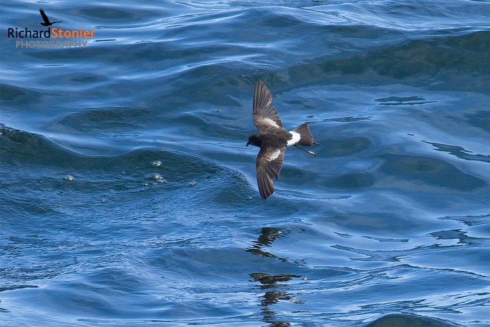 Wilson's Petrel