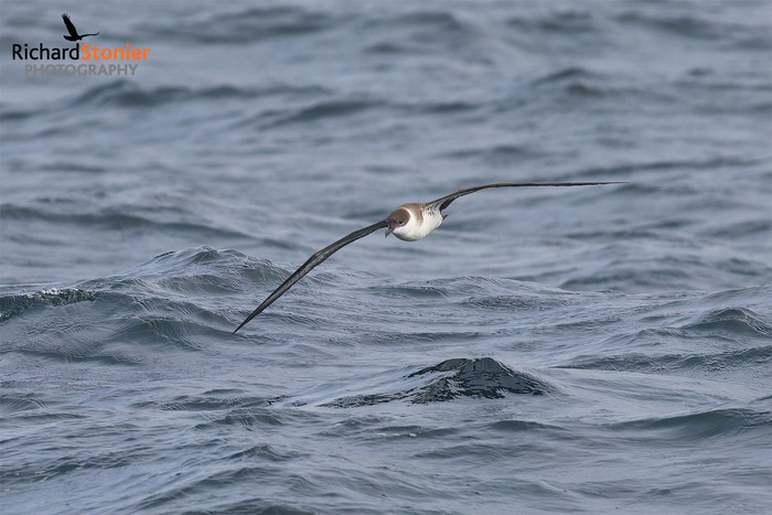 Great Shearwater
