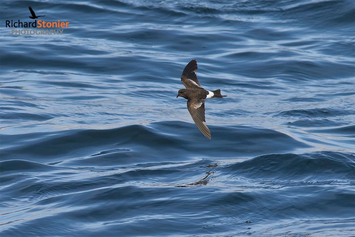 Wilson's Petrel