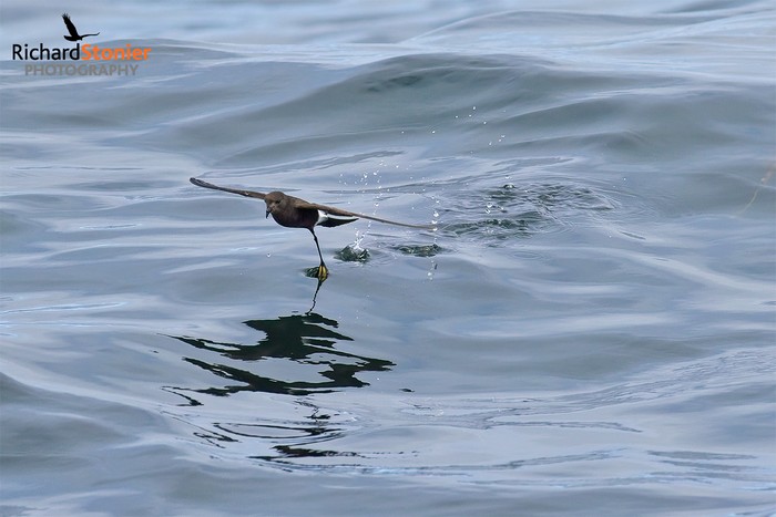 Wilson's Petrel
