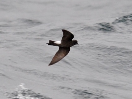 Wilson's Petrel