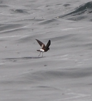 Wilson's Petrel