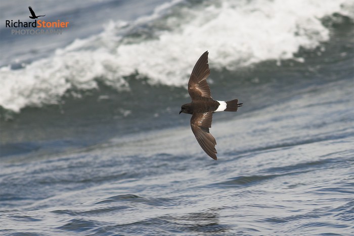 Wilson's Petrel