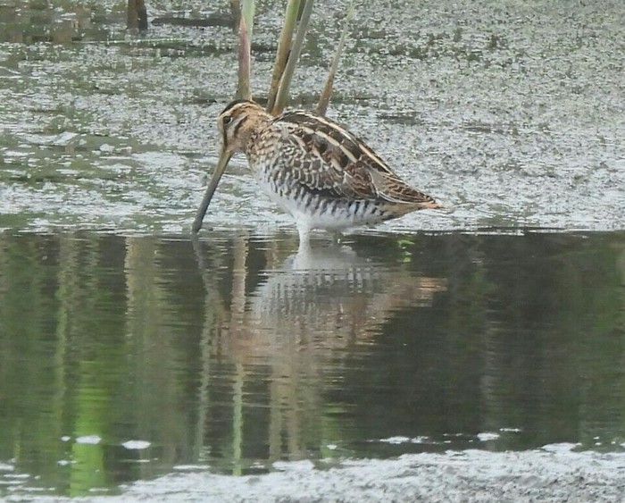 Snipe