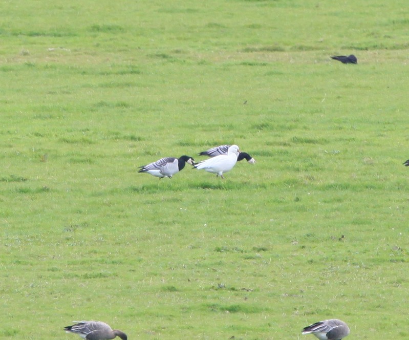 Ross's Goose