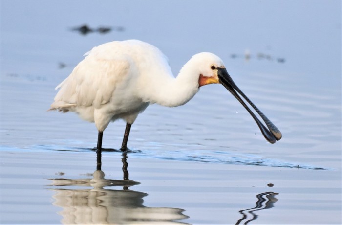 Spoonbill