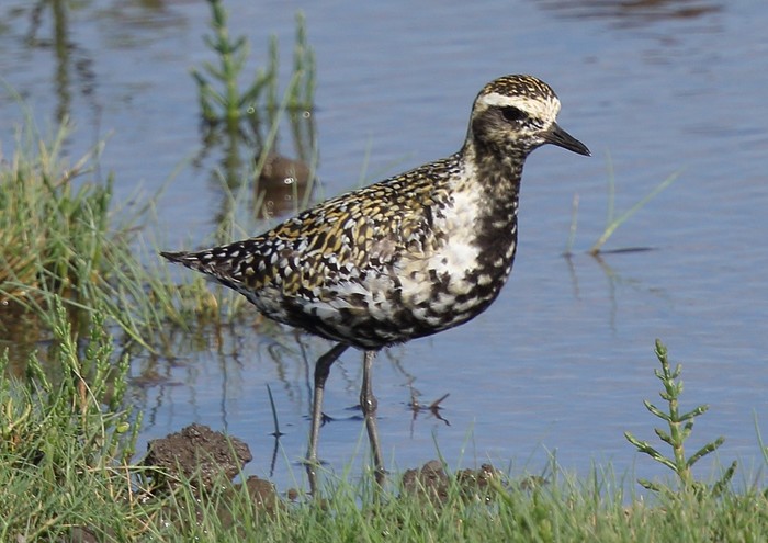 Pacific Golden Plover