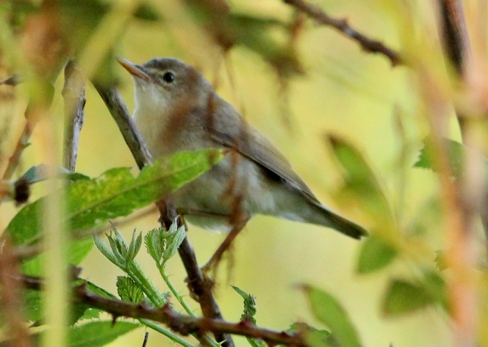 Marsh Warbler