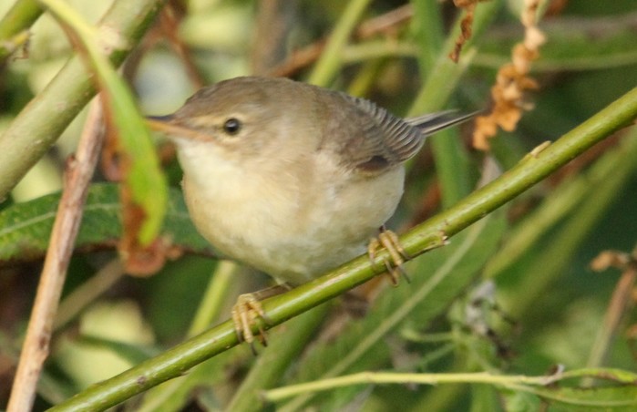 Marsh Warbler