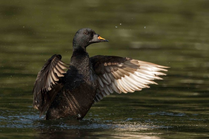 Common Scoter