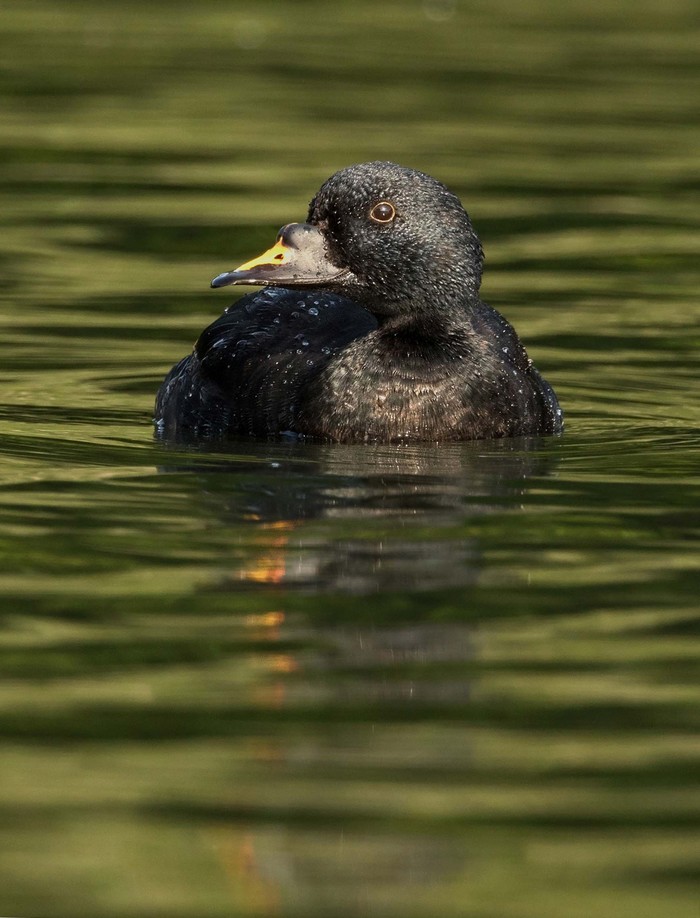 Common Scoter