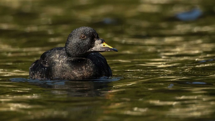 Common Scoter