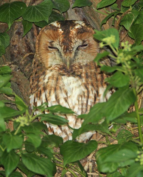 Tawny Owl