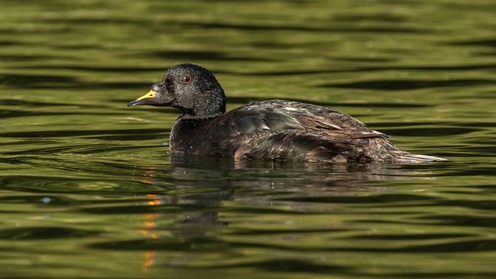 Common Scoter