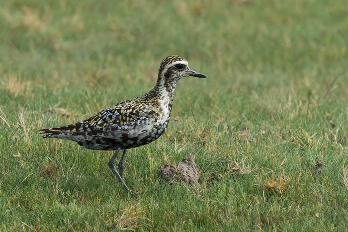 Pacific Golden Plover