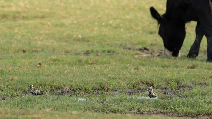 Pacific Golden Plover