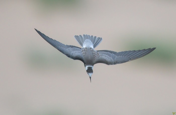 Black Tern