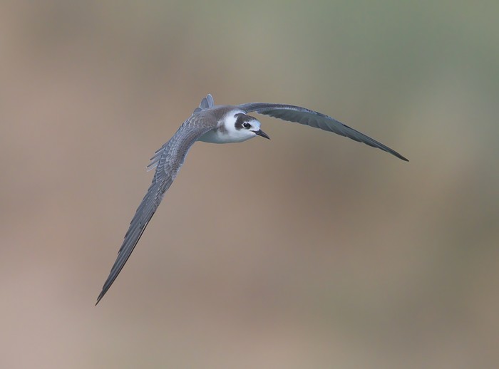 Black Tern