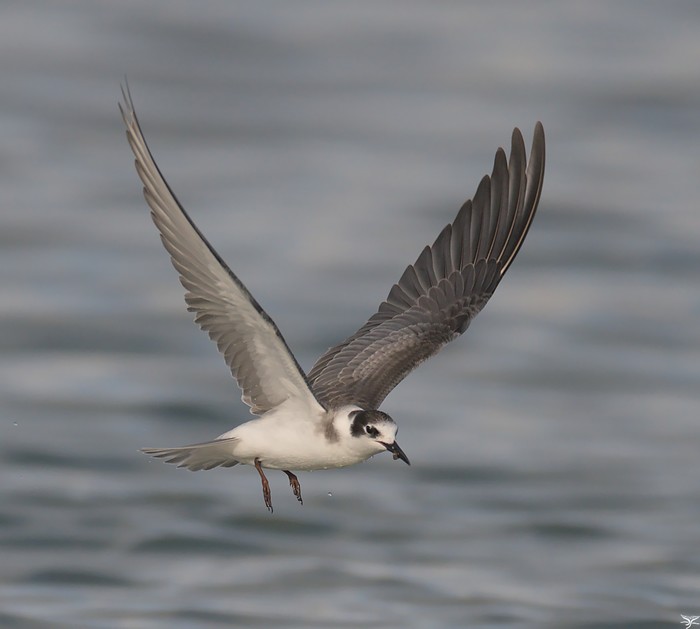 Black Tern