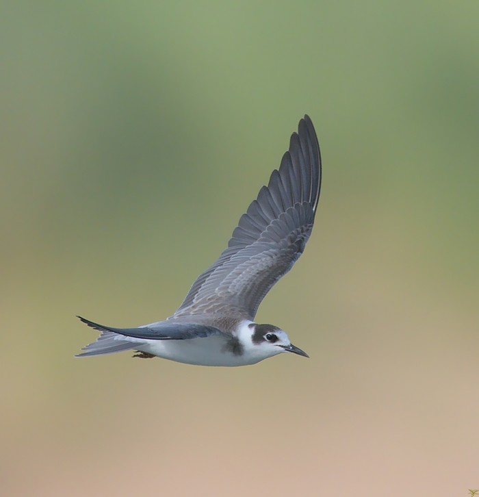 Black Tern
