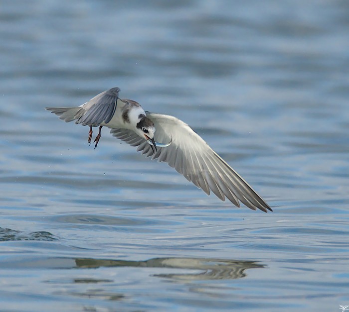 Black Tern