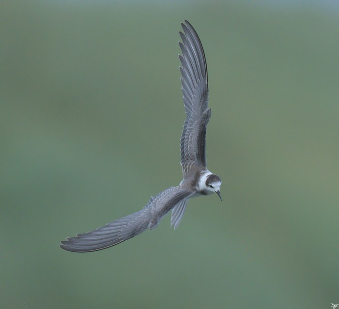 Black Tern