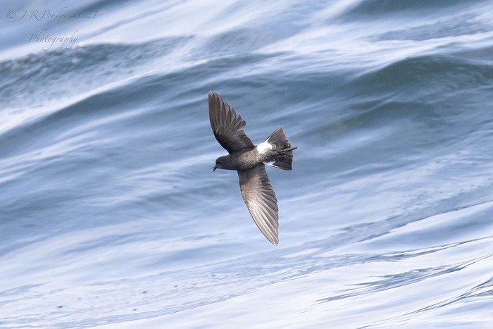 Wilson's Petrel