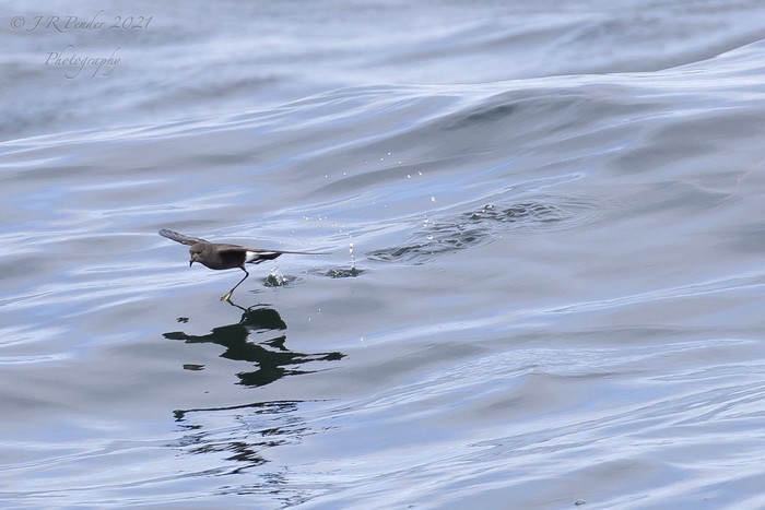 Wilson's Petrel