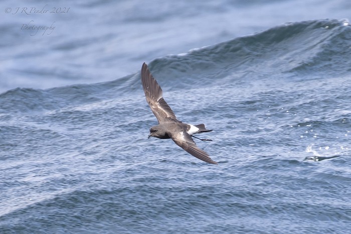 Wilson's Petrel