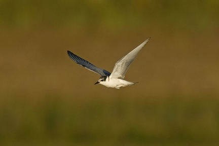 Whiskered Tern