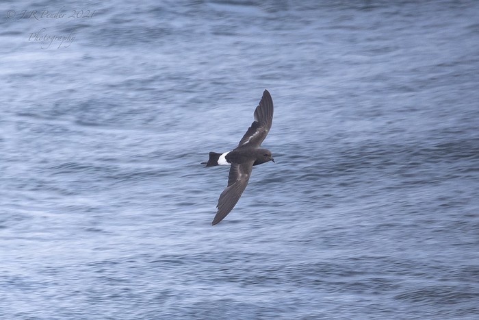 Wilson's Petrel